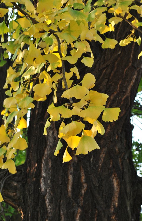 Der Ginkgo