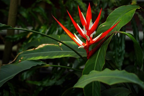 Blütenstand von Heliconia angusta