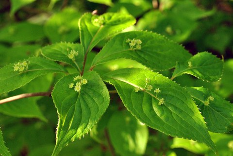 Blüten von Helwingia japonica