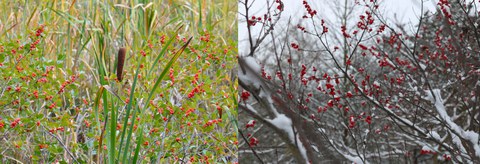 Die Gemeine Winterbeere
