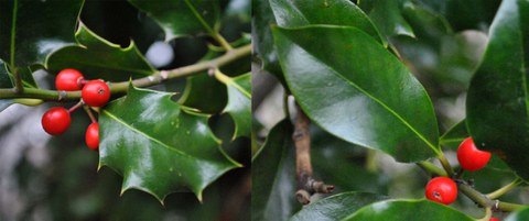 Heterophyllie bei Ilex aquifolium: Gezähnte und glattrandige Blätter im Vergleich