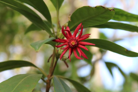 Rote Blüte der Pflanze Illicium floridanum