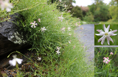Pflanzenportrait von Silene saxifraga