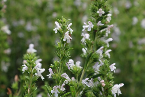 Triebe des Winter-Bohnenkrauts mit Blüten