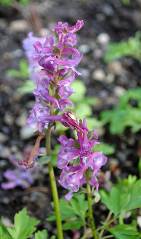 Corydalis cava