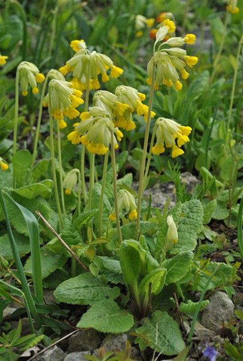 Primula veris
