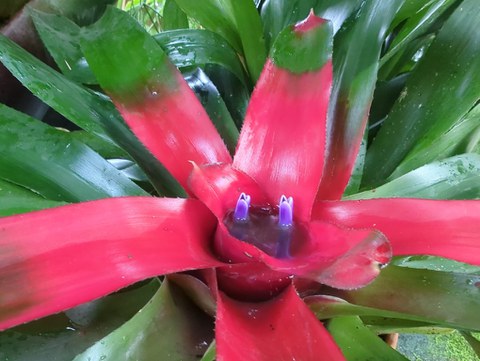Rotgrüne Blattrosette einer Bromelie