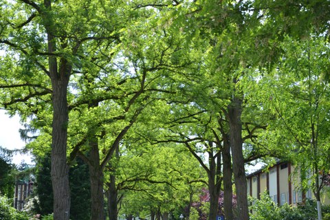 Allee Zehlendorf