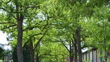 Allee Zehlendorf