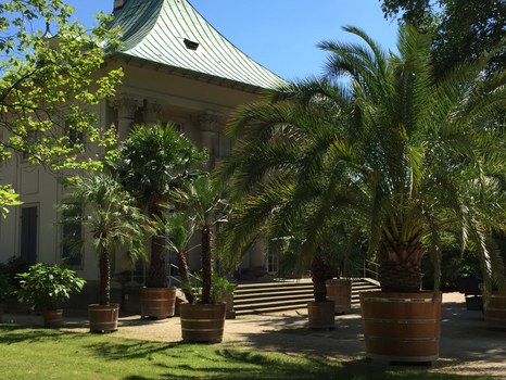 Palmen im Schlosspark