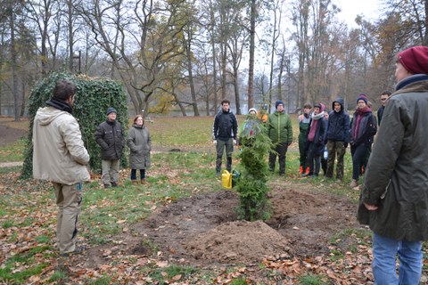 Pflanzung Hemlocktanne