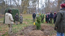 Pflanzung Hemlocktanne