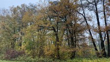 Bäume und Sträucher am Rand einer Wiesenfläche, verwilderter Eindruck.