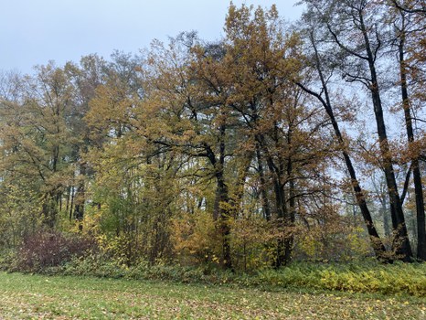 Bäume und Sträucher am Rand einer Wiesenfläche, verwilderter Eindruck.