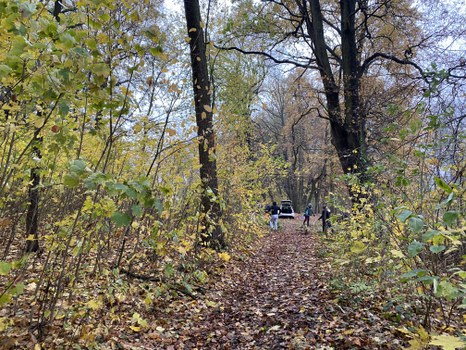 Der Weg zur großen Wiesen, alles voller Ahornaufwuchs.