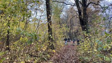 Der Weg zur großen Wiesen, alles voller Ahornaufwuchs.