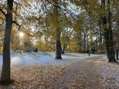 Die Morgensonne scheint durch die Äste in den winterlichen Park.