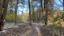 Der Weg zur großen Wiesen, Ahornaufwuchs entfernt, freier Blick..