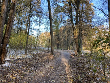 Der Weg zur großen Wiesen, Ahornaufwuchs entfernt, freier Blick..