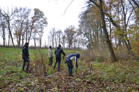 Thammenhain: Aufwuchsbeseitigung2