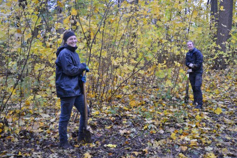 Thammenhain: Spitz-Ahorn