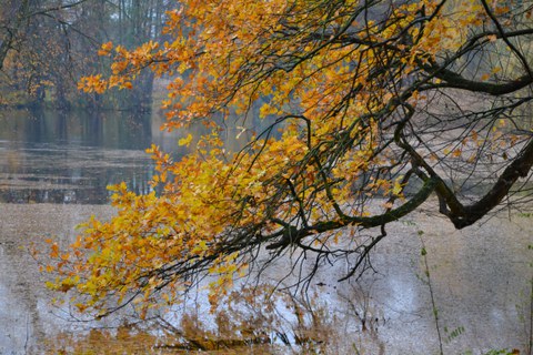 Thammenhain: Herbstfärbung