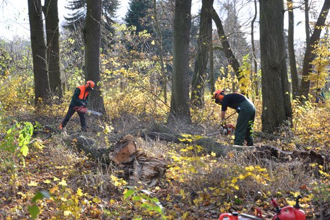 Foto zeigt Holzarbeiten zur Beseitigung von Windbruch im Thammenhainer Schlosspark.