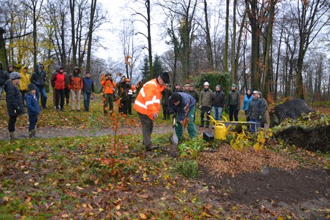 Foto zeigt die feierliche Neupflanzung einer Eiche im Thammenhainer Schlosspark, die unter den Augen der zahlreichen Anwesenden geschieht.