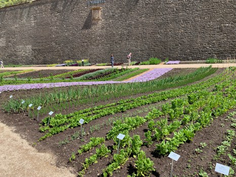 Beet mit Nutzpflanzen