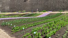 Beet mit Nutzpflanzen