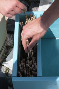 Eine Holzbox wird mit Schilfrohren befüllt