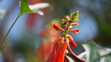 Das Foto zeigt die Nahaufnahme der roten Blüten des Korallenbaums. Eine Wespe sitzt auf einer der Blüten.