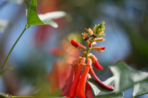 Das Foto zeigt die Nahaufnahme der roten Blüten des Korallenbaums. Eine Wespe sitzt auf einer der Blüten.