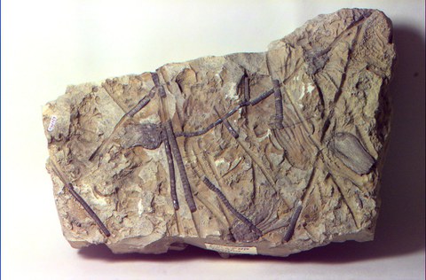 Crinoidea