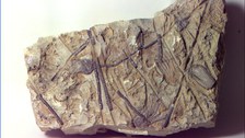 Crinoidea