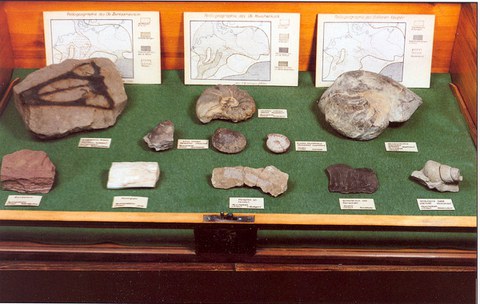 Erdgeschichte Vitrine