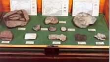 Erdgeschichte Vitrine