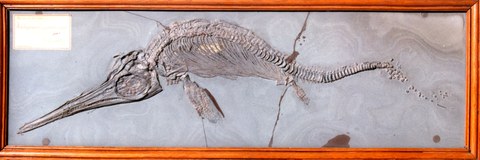 Fischsaurier