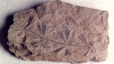 Keilblatt