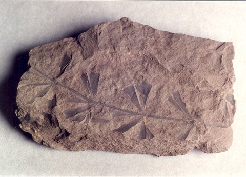 Keilblatt