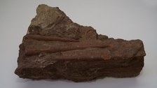 Orthocerenkalk