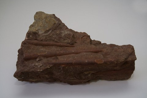 Orthocerenkalk