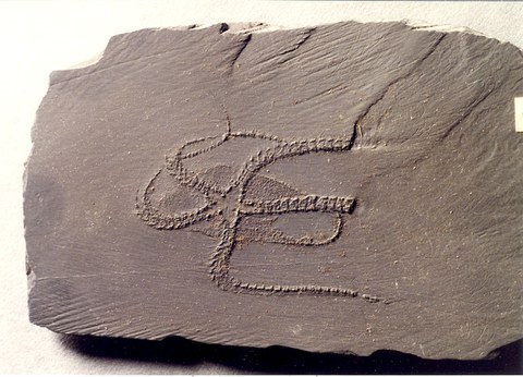 Schlangenstern