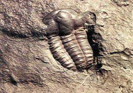 Trilobit