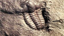 Trilobit