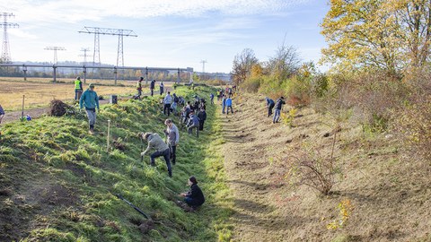 Foto zeigt Impressionen der Baumpflanzaktion im Dresdner Osten am 12.11.2022
