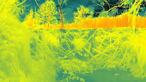 Infrared image of a beaver dam from below the stream