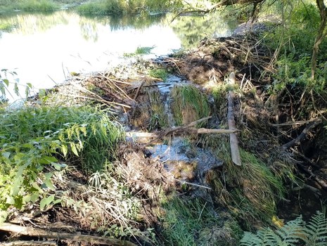 Damaged beaver dam following a rain event with high runoff rates