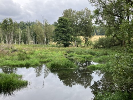 Beaver Wetland Along the Lisci Potok in Summer