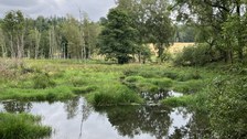 Beaver Wetland Along the Lisci Potok in Summer